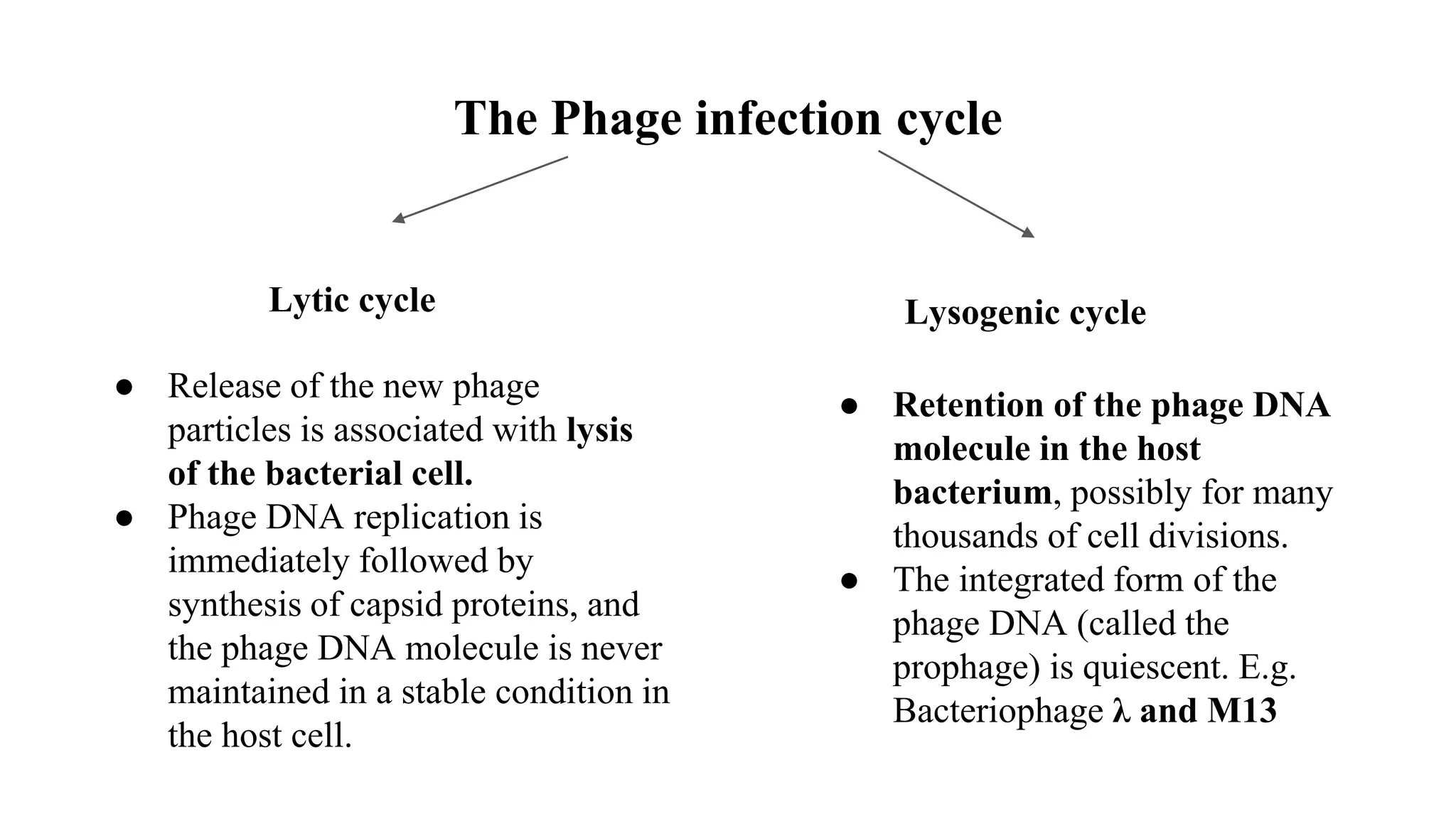 Different types of vectors pptx