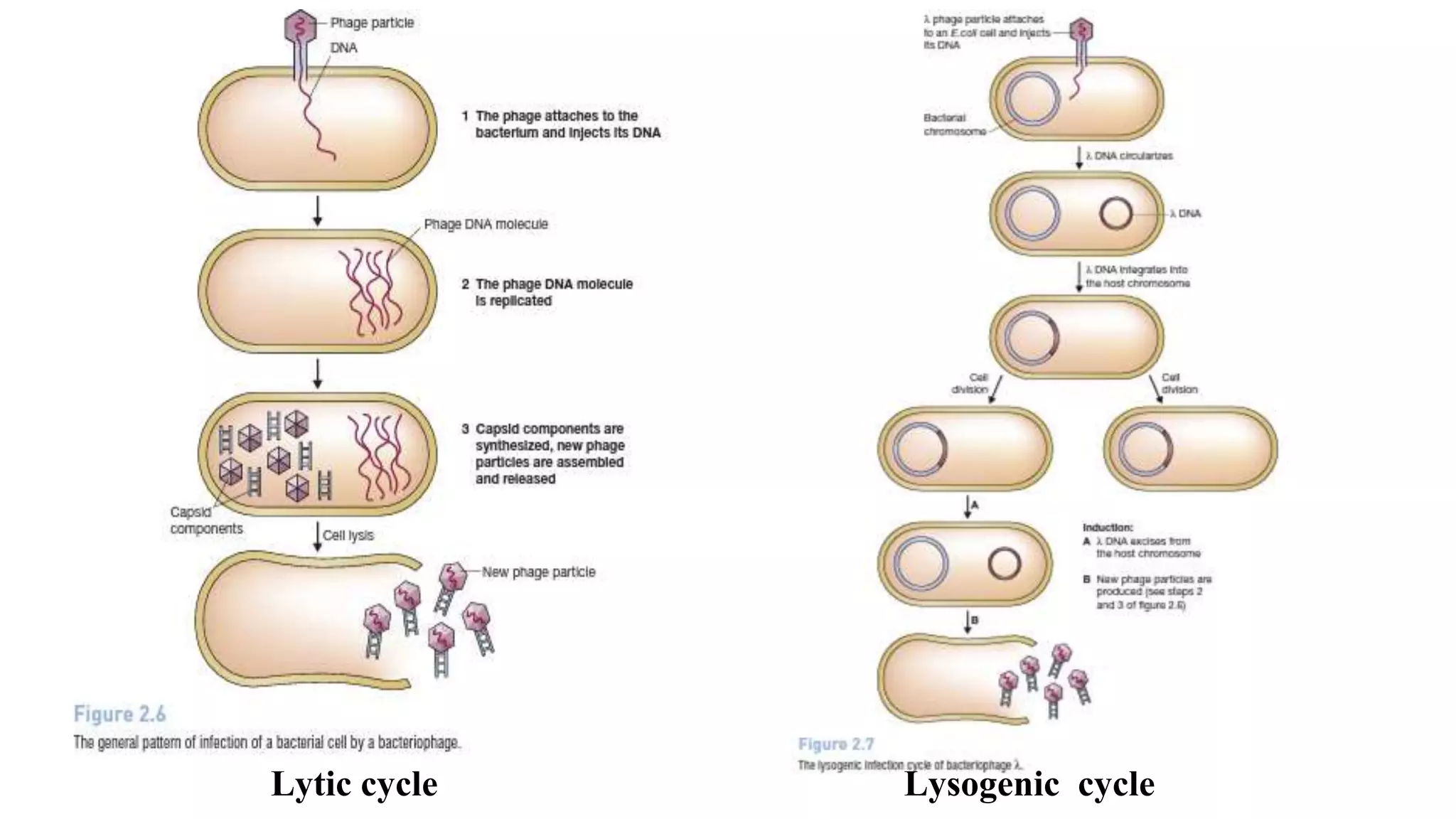 Lytic cycle Lysogenic cycle
 