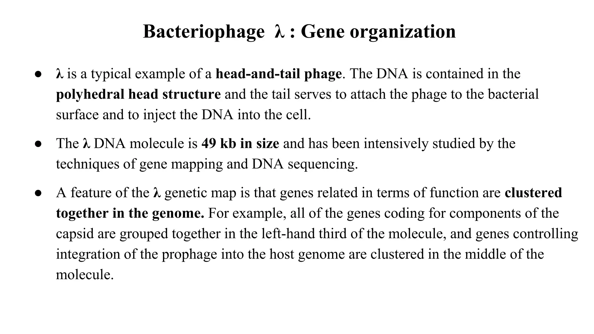 Bacteriophage λ : Gene organization
● λ is a typical example of a head-and-tail phage. The DNA is contained in the
polyhedral head structure and the tail serves to attach the phage to the bacterial
surface and to inject the DNA into the cell.
● The λ DNA molecule is 49 kb in size and has been intensively studied by the
techniques of gene mapping and DNA sequencing.
● A feature of the λ genetic map is that genes related in terms of function are clustered
together in the genome. For example, all of the genes coding for components of the
capsid are grouped together in the left-hand third of the molecule, and genes controlling
integration of the prophage into the host genome are clustered in the middle of the
molecule.
 