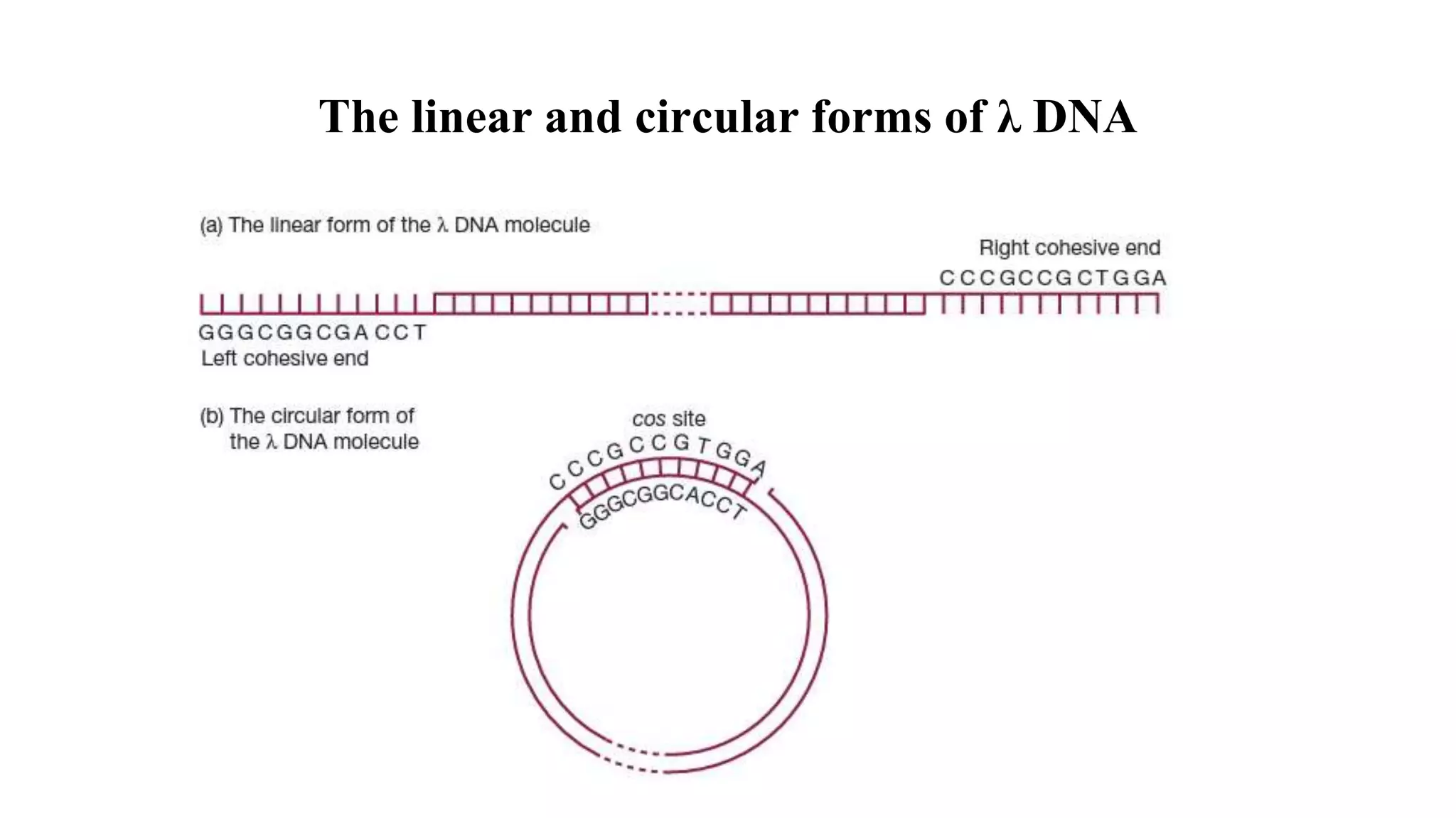 Different types of vectors pptx