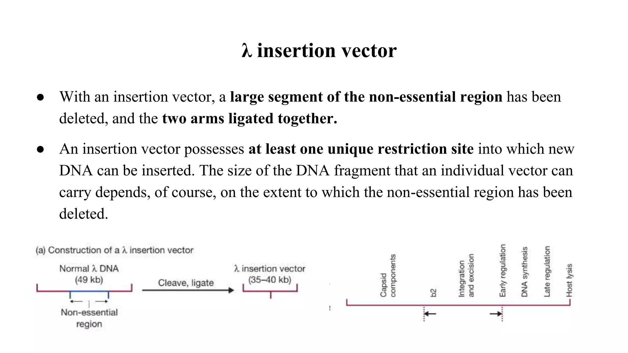 λ insertion vector
● With an insertion vector, a large segment of the non-essential region has been
deleted, and the two arms ligated together.
● An insertion vector possesses at least one unique restriction site into which new
DNA can be inserted. The size of the DNA fragment that an individual vector can
carry depends, of course, on the extent to which the non-essential region has been
deleted.
 