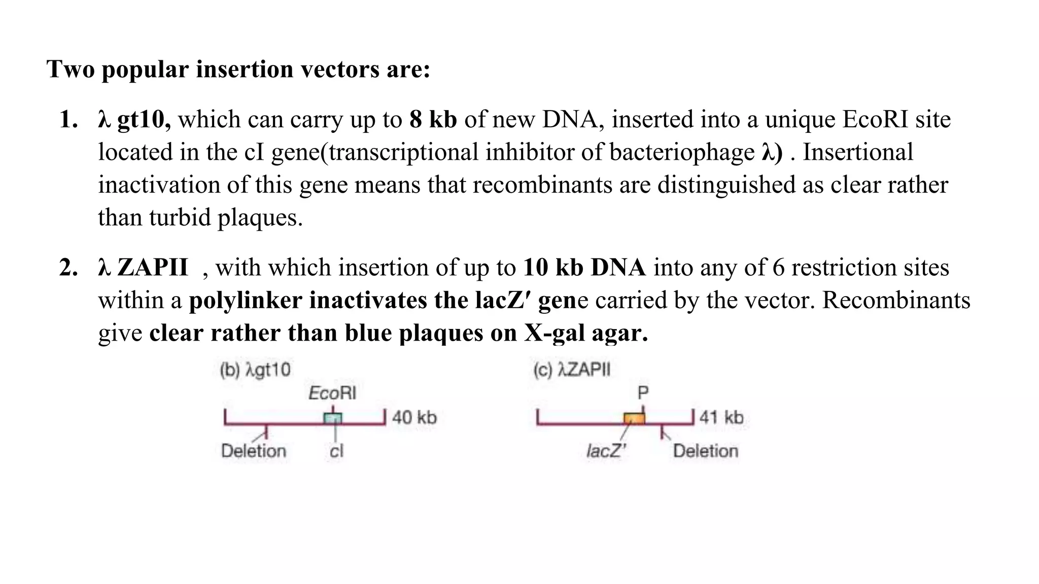Two popular insertion vectors are:
1. λ gt10, which can carry up to 8 kb of new DNA, inserted into a unique EcoRI site
located in the cI gene(transcriptional inhibitor of bacteriophage λ) . Insertional
inactivation of this gene means that recombinants are distinguished as clear rather
than turbid plaques.
2. λ ZAPII , with which insertion of up to 10 kb DNA into any of 6 restriction sites
within a polylinker inactivates the lacZ′ gene carried by the vector. Recombinants
give clear rather than blue plaques on X-gal agar.
 