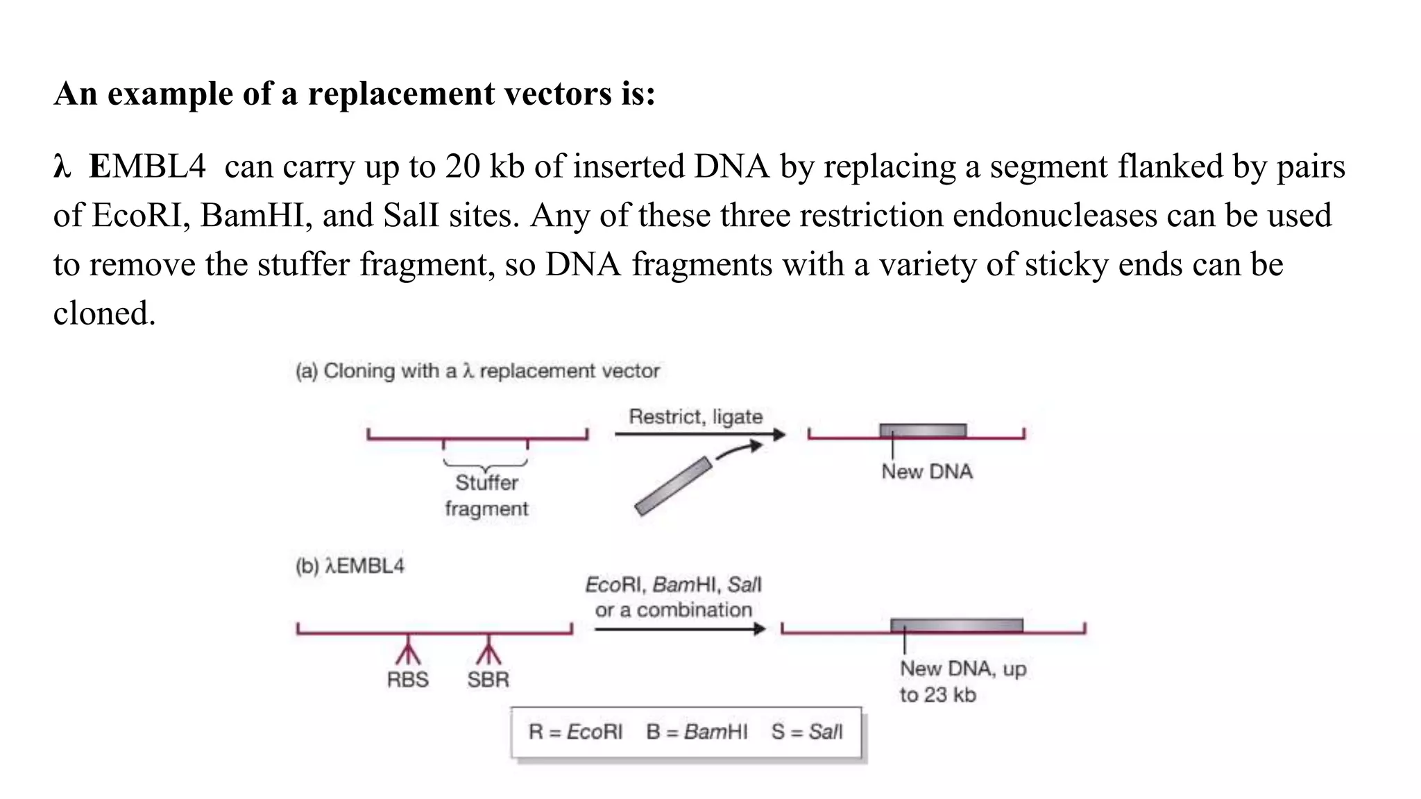 An example of a replacement vectors is:
λ EMBL4 can carry up to 20 kb of inserted DNA by replacing a segment flanked by pairs
of EcoRI, BamHI, and SalI sites. Any of these three restriction endonucleases can be used
to remove the stuffer fragment, so DNA fragments with a variety of sticky ends can be
cloned.
 
