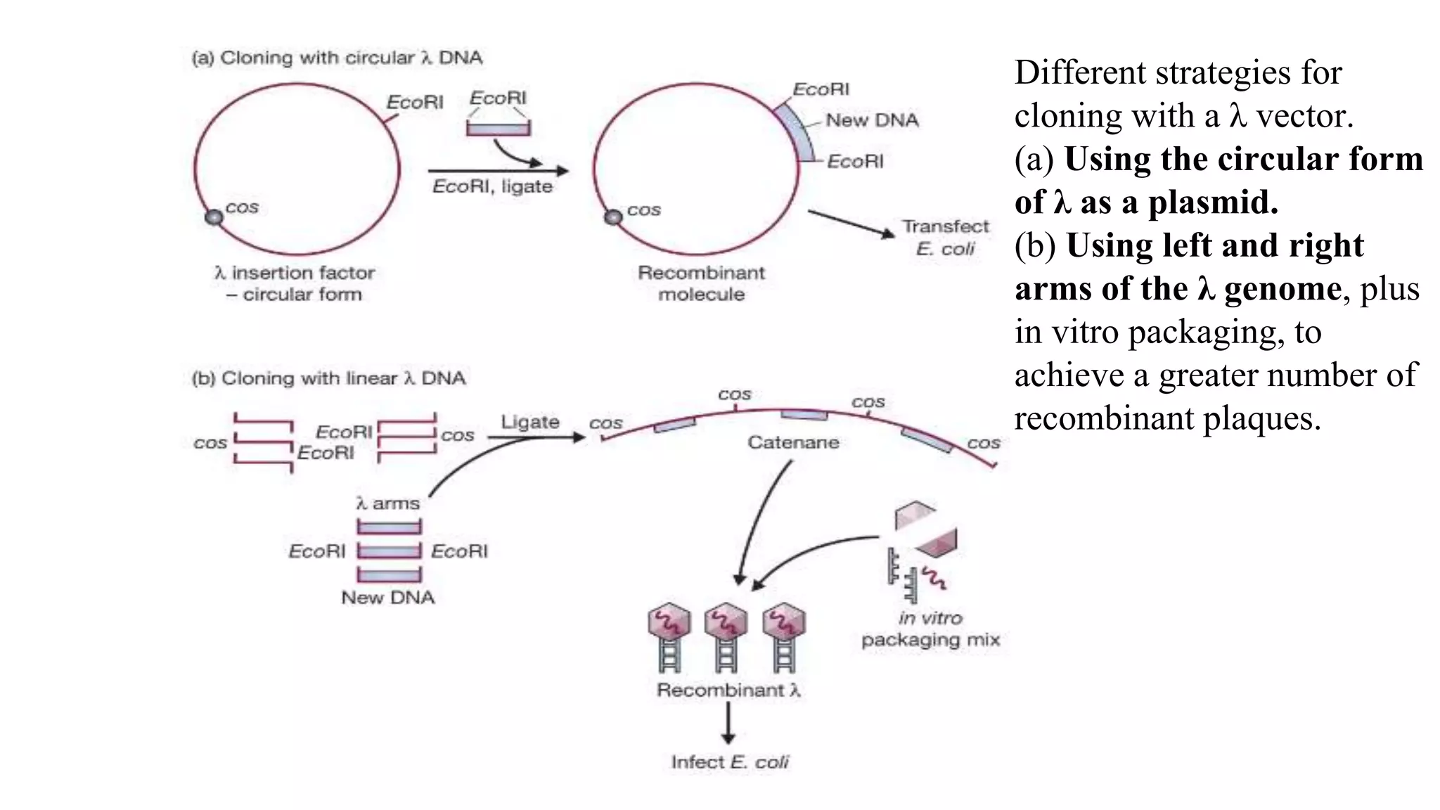 Different strategies for
cloning with a λ vector.
(a) Using the circular form
of λ as a plasmid.
(b) Using left and right
arms of the λ genome, plus
in vitro packaging, to
achieve a greater number of
recombinant plaques.
 