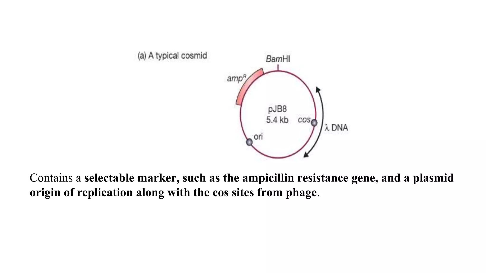 Contains a selectable marker, such as the ampicillin resistance gene, and a plasmid
origin of replication along with the cos sites from phage.
 