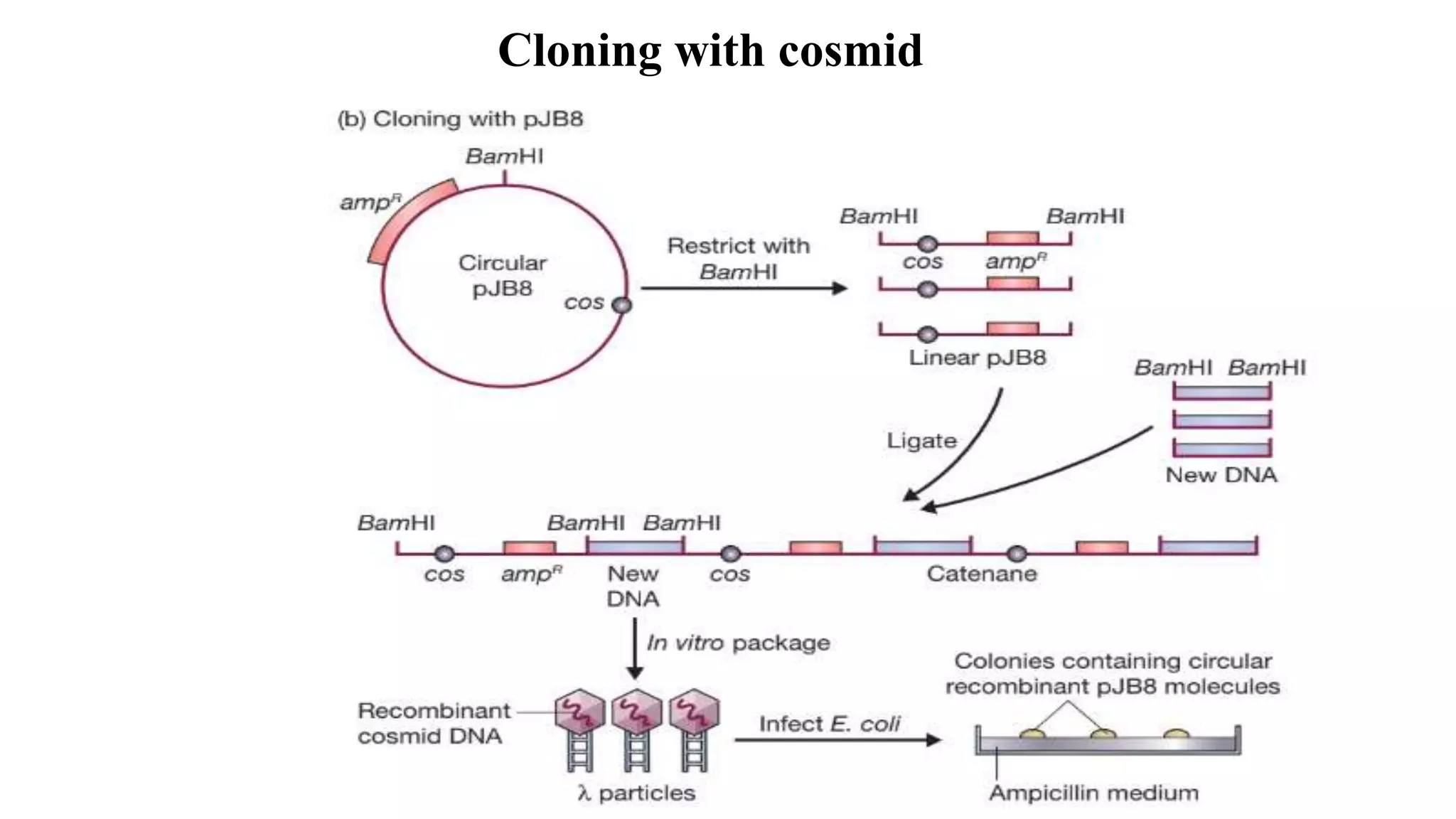Cloning with cosmid
 