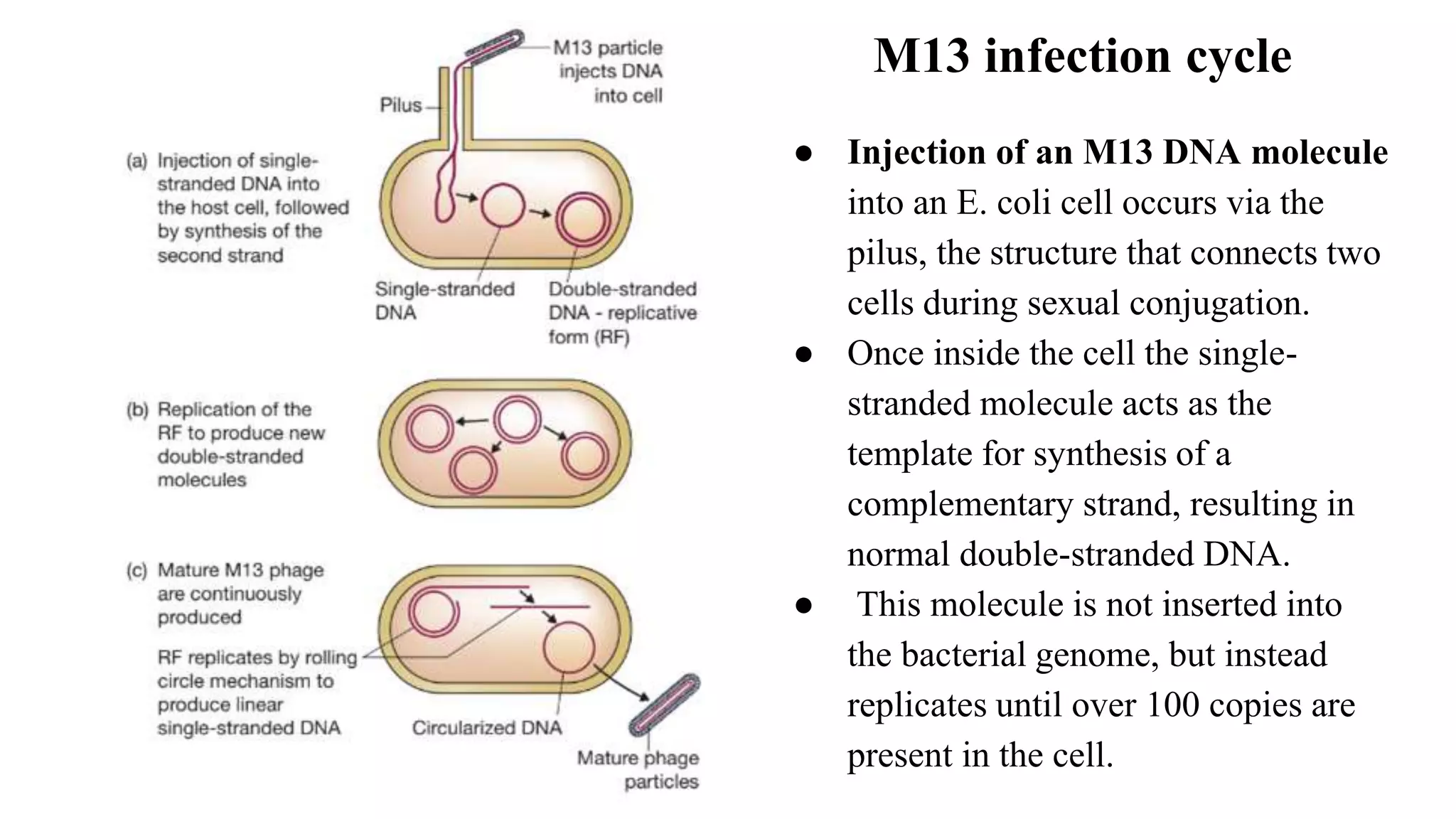 M13 infection cycle
● Injection of an M13 DNA molecule
into an E. coli cell occurs via the
pilus, the structure that connects two
cells during sexual conjugation.
● Once inside the cell the single-
stranded molecule acts as the
template for synthesis of a
complementary strand, resulting in
normal double-stranded DNA.
● This molecule is not inserted into
the bacterial genome, but instead
replicates until over 100 copies are
present in the cell.
 