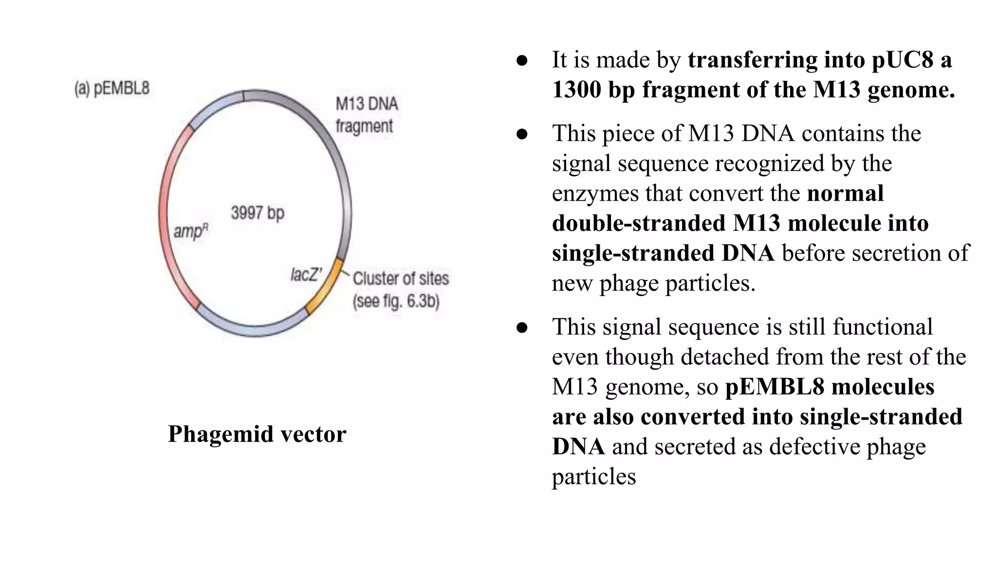 ● It is made by transferring into pUC8 a
1300 bp fragment of the M13 genome.
● This piece of M13 DNA contains the
signal sequence recognized by the
enzymes that convert the normal
double-stranded M13 molecule into
single-stranded DNA before secretion of
new phage particles.
● This signal sequence is still functional
even though detached from the rest of the
M13 genome, so pEMBL8 molecules
are also converted into single-stranded
DNA and secreted as defective phage
particles
Phagemid vector
 