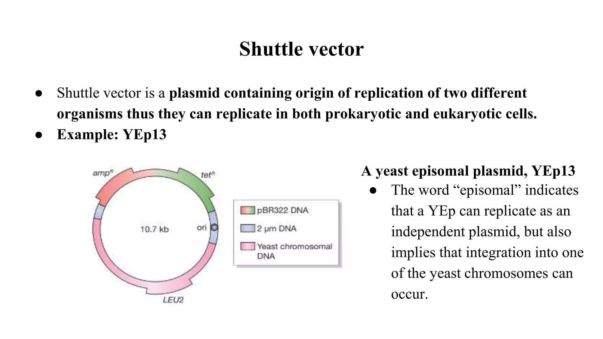 Shuttle vector
● Shuttle vector is a plasmid containing origin of replication of two different
organisms thus they can replicate in both prokaryotic and eukaryotic cells.
● Example: YEp13
A yeast episomal plasmid, YEp13
● The word “episomal” indicates
that a YEp can replicate as an
independent plasmid, but also
implies that integration into one
of the yeast chromosomes can
occur.
 