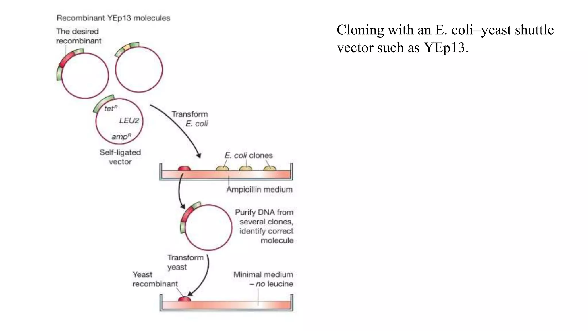 Cloning with an E. coli–yeast shuttle
vector such as YEp13.
 