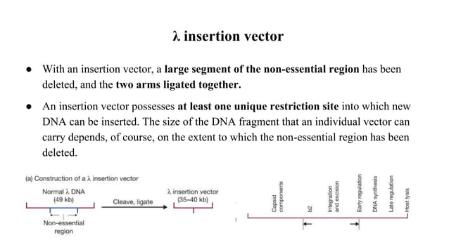 Different types of vectors.pptx