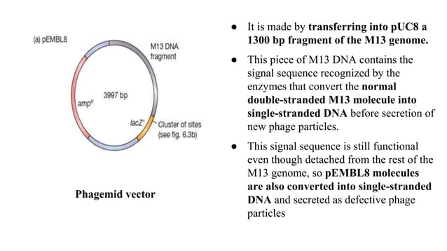 Different types of vectors.pptx