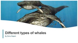 1
Different types of whales
By Somu Rajesh
 