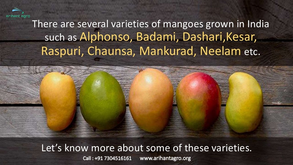Different Varieties of Mangoes Exported from India Fresh Mango Exp…