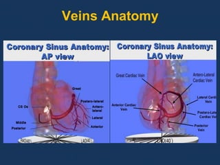 Veins Anatomy
 