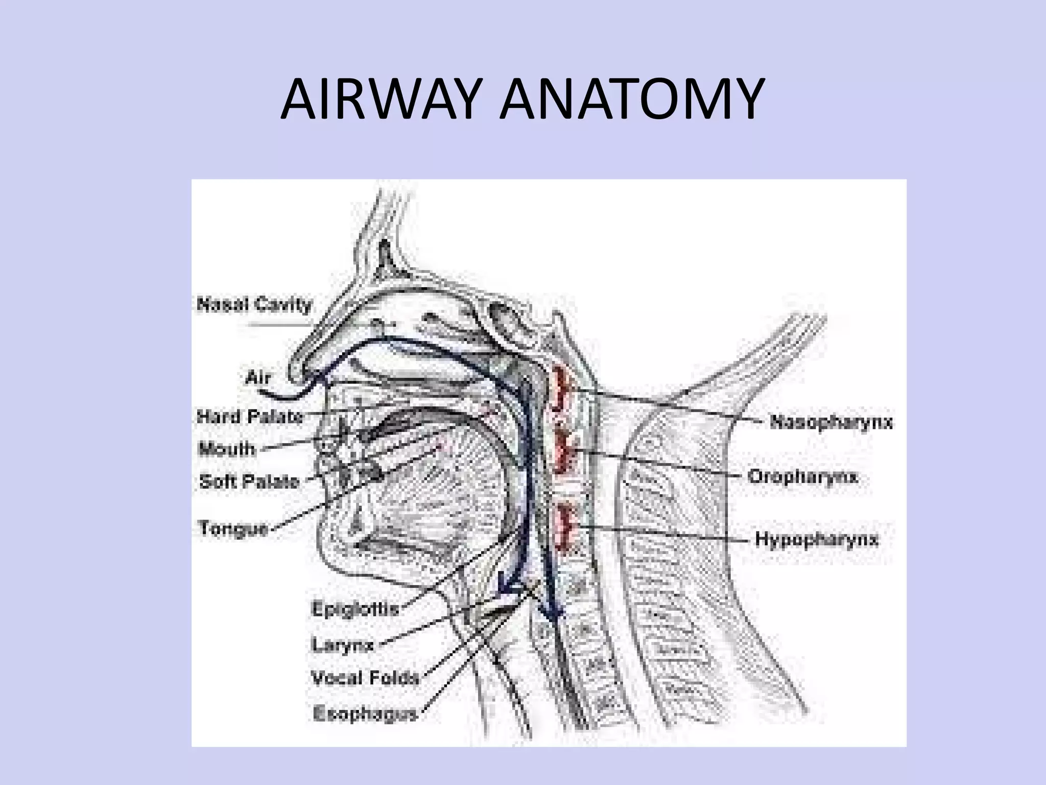 AIRWAY ANATOMY 