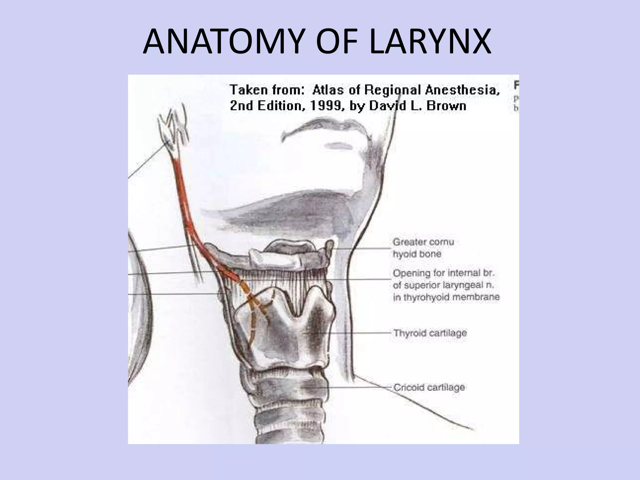 ANATOMY OF LARYNX 