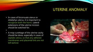 UTERINE ANOMALY
• In cases of bicornuate uterus or
didelphys uterus, it is important to
recognize both the horns. Lateral
extensions of the uterine incision
should be watched for.
•
• A mop curettage of the uterine cavity
should be done, especially in cases of
septate uterus, so that any adhered
membranes and placental bits are not
left behind.
 