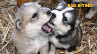 BAD BITING
 