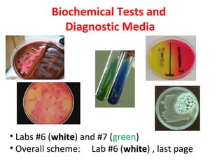 Biochemical Tests and
             Diagnostic Media




• Labs #6 (white) and #7 (green)
           white
• Overall scheme: Lab #6 (white) , last page
                             white
 