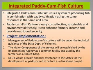 Integrated Paddy-Cum-Fish Culture
• Integrated Paddy-cum-Fish Culture is a system of producing fish
in combination with paddy cultivation using the same
resources in the same unit area.
• Paddy-cum-Fish Culture is easy, cost-effective, sustainable and
environmental friendly. it can enhance farmers’ income and
provide nutritional security.
• Project Implementation :
1. Management of Paddy-cum-fish culture will be under the technical
guidance of the State Dept. of Fisheries.
2. The Major Components of the project will be established by the
Implementing Agency as a common facility and used by the
farmers on a shared basis.
3. NFDB would provide financial assistance to the States for the
development of paddycum-fish culture as a livelihood project.
 