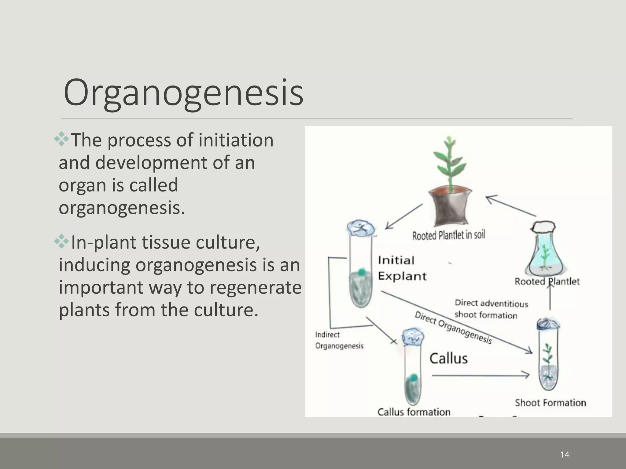 Organogenesis
The process of initiation
and development of an
organ is called
organogenesis.
In-plant tissue culture,
inducing organogenesis is an
important way to regenerate
plants from the culture.
14
 