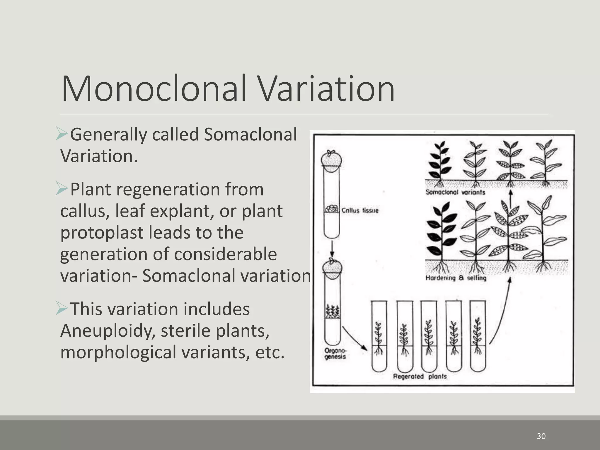 Monoclonal Variation
Generally called Somaclonal
Variation.
Plant regeneration from
callus, leaf explant, or plant
protoplast leads to the
generation of considerable
variation- Somaclonal variation.
This variation includes
Aneuploidy, sterile plants,
morphological variants, etc.
30
 
