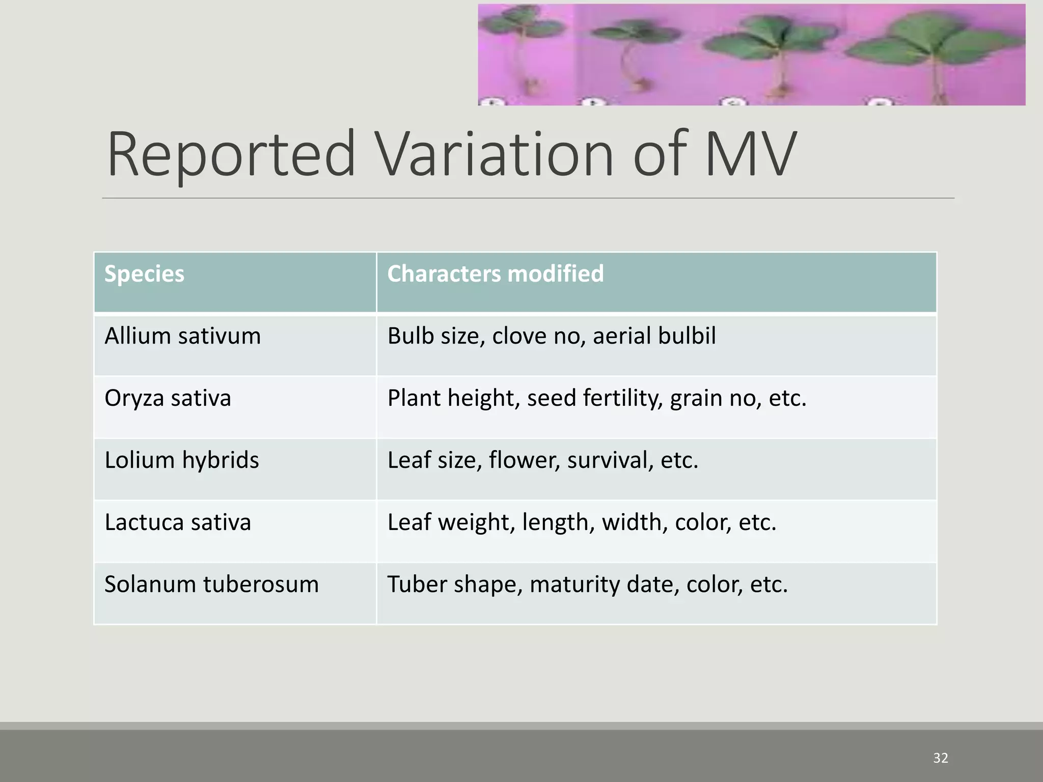 Reported Variation of MV
Species Characters modified
Allium sativum Bulb size, clove no, aerial bulbil
Oryza sativa Plant height, seed fertility, grain no, etc.
Lolium hybrids Leaf size, flower, survival, etc.
Lactuca sativa Leaf weight, length, width, color, etc.
Solanum tuberosum Tuber shape, maturity date, color, etc.
32
 