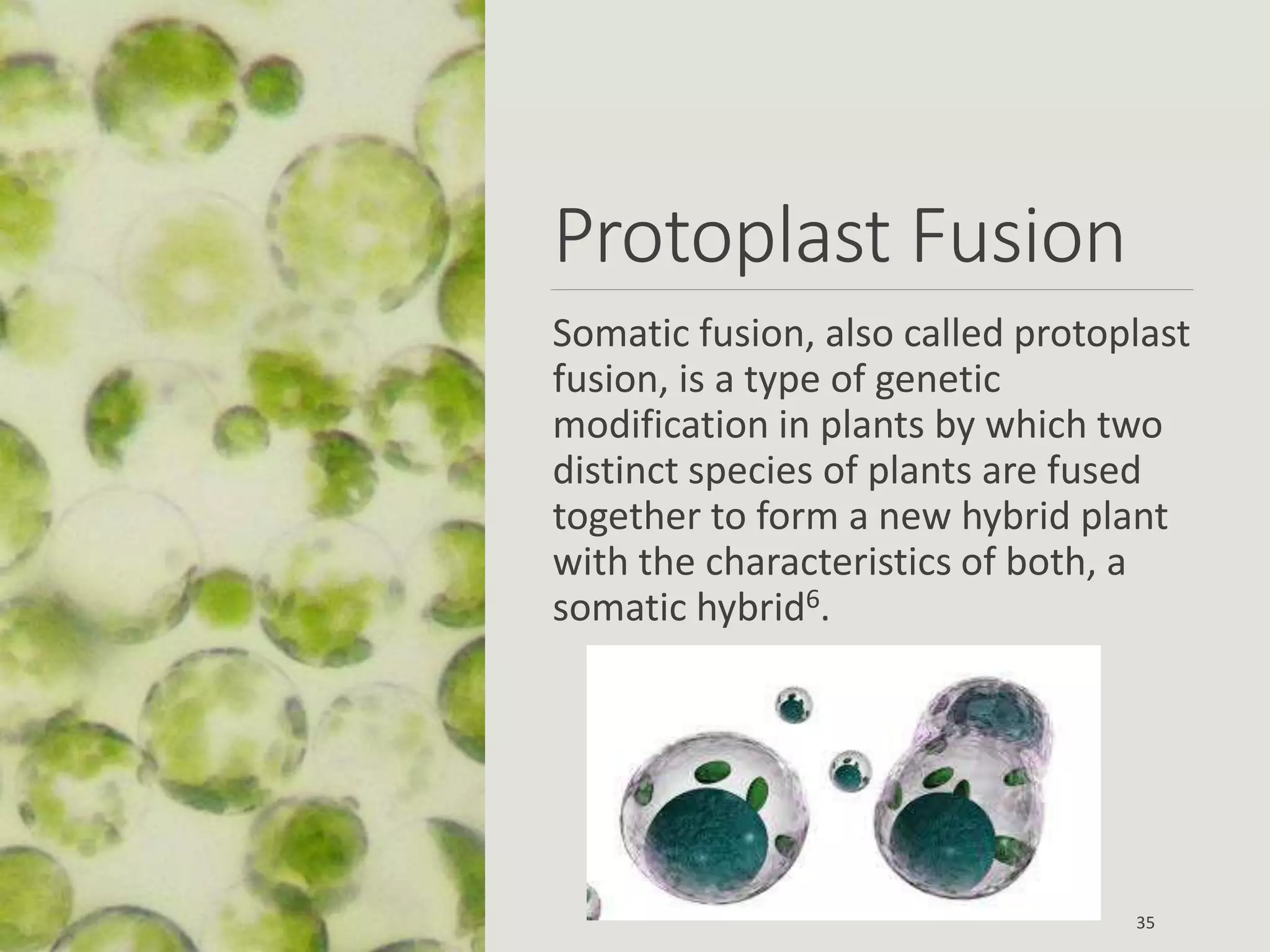 Protoplast Fusion
Somatic fusion, also called protoplast
fusion, is a type of genetic
modification in plants by which two
distinct species of plants are fused
together to form a new hybrid plant
with the characteristics of both, a
somatic hybrid6.
35
 