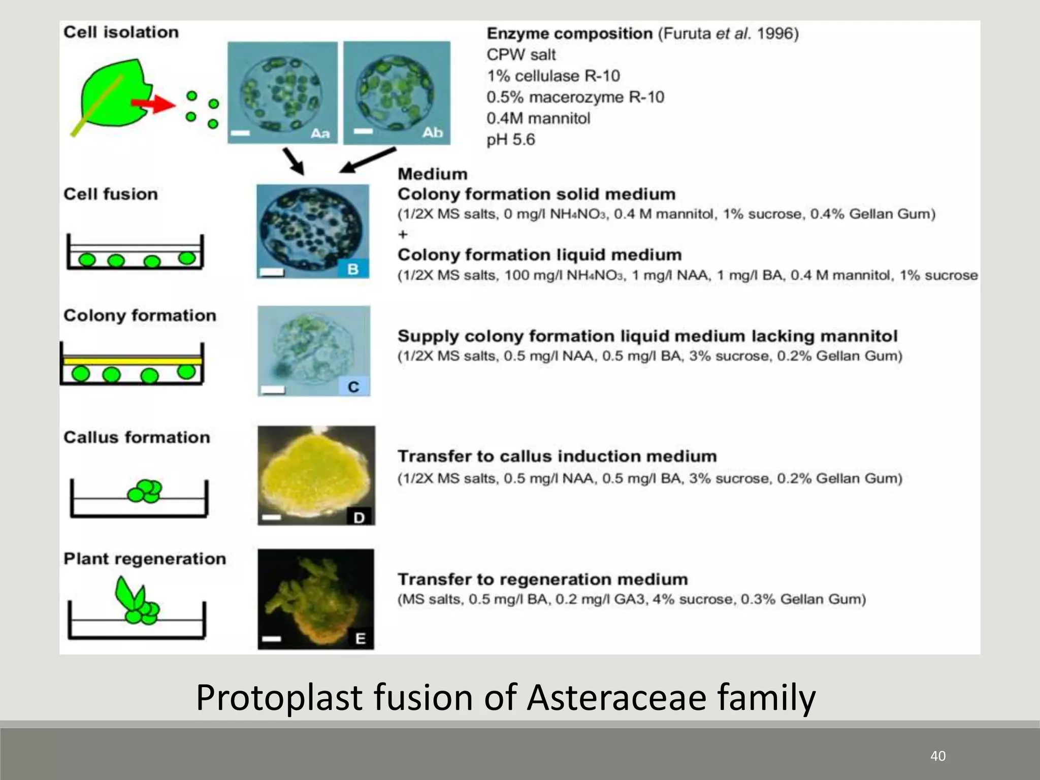 40
Protoplast fusion of Asteraceae family
 