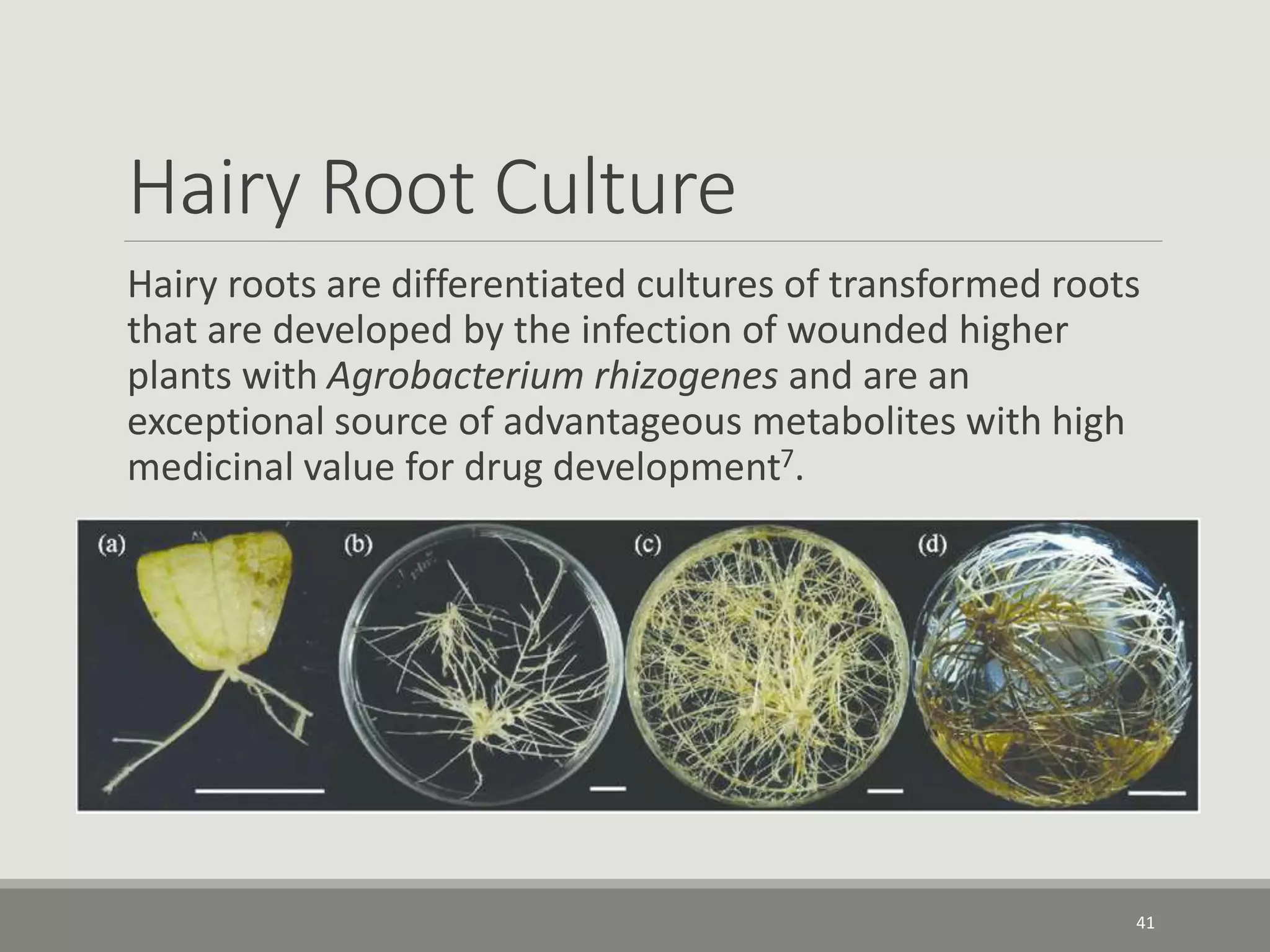Hairy Root Culture
Hairy roots are differentiated cultures of transformed roots
that are developed by the infection of wounded higher
plants with Agrobacterium rhizogenes and are an
exceptional source of advantageous metabolites with high
medicinal value for drug development7.
41
 