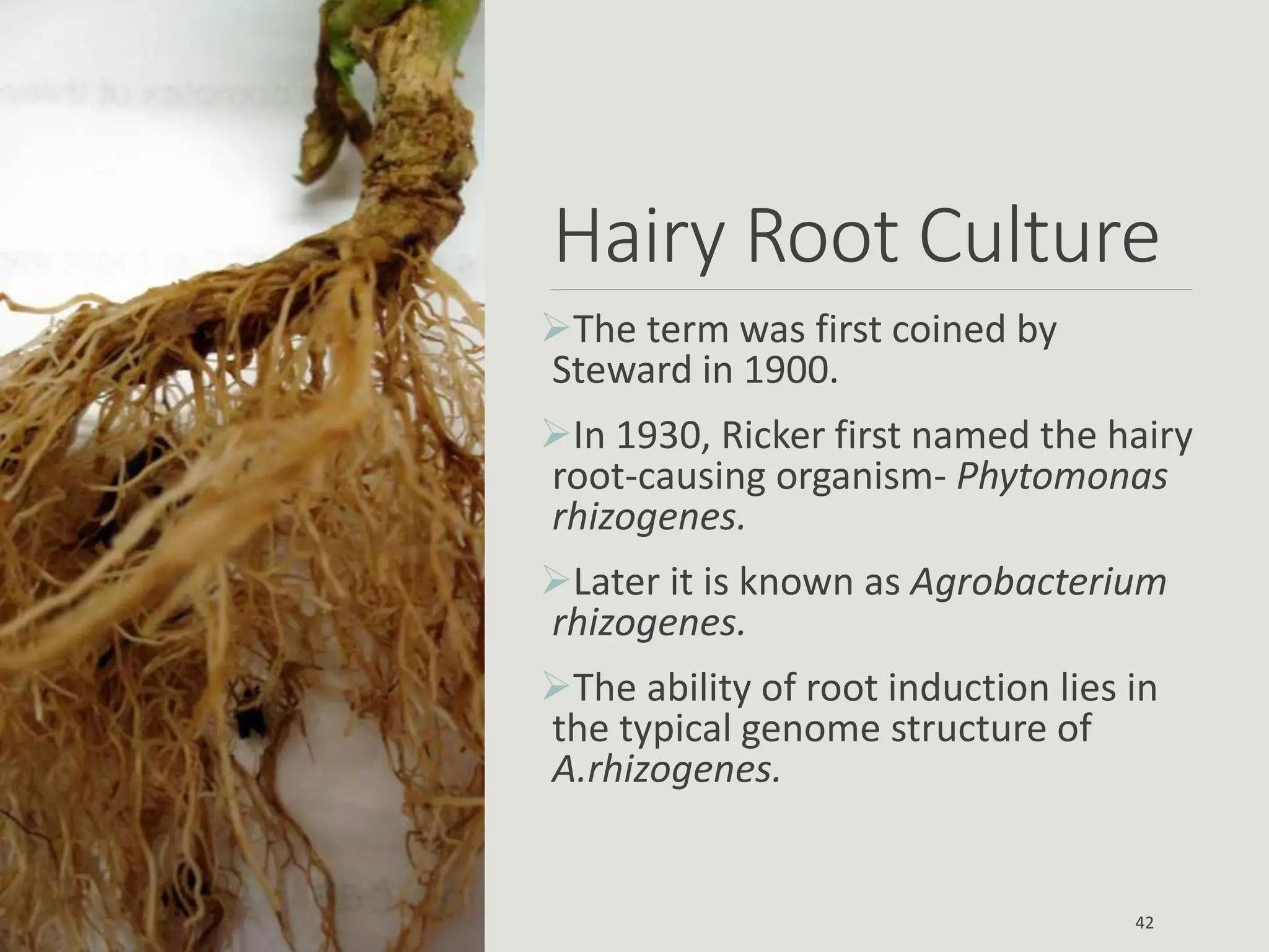 Hairy Root Culture
The term was first coined by
Steward in 1900.
In 1930, Ricker first named the hairy
root-causing organism- Phytomonas
rhizogenes.
Later it is known as Agrobacterium
rhizogenes.
The ability of root induction lies in
the typical genome structure of
A.rhizogenes.
42
 