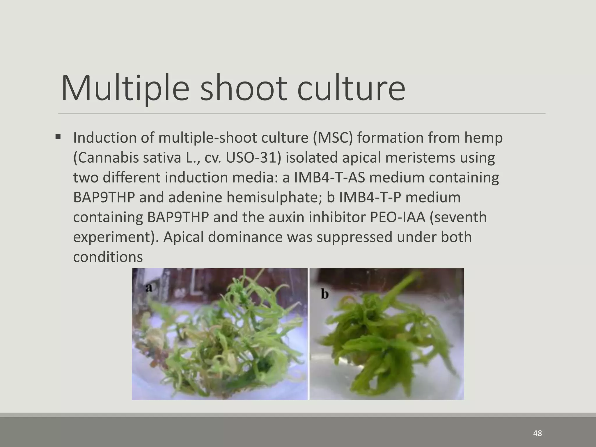 Multiple shoot culture
48
 Induction of multiple-shoot culture (MSC) formation from hemp
(Cannabis sativa L., cv. USO-31) isolated apical meristems using
two different induction media: a IMB4-T-AS medium containing
BAP9THP and adenine hemisulphate; b IMB4-T-P medium
containing BAP9THP and the auxin inhibitor PEO-IAA (seventh
experiment). Apical dominance was suppressed under both
conditions
 