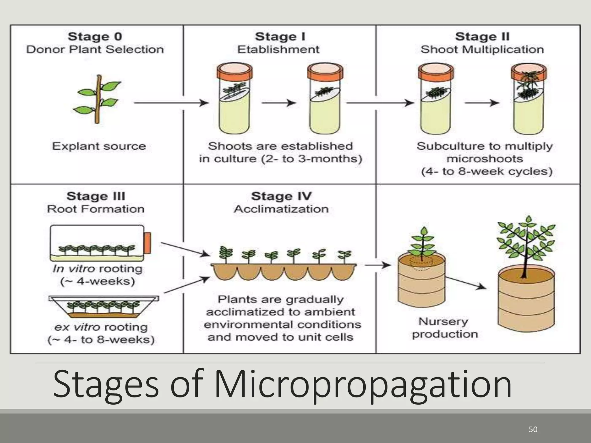 Stages of Micropropagation
50
 