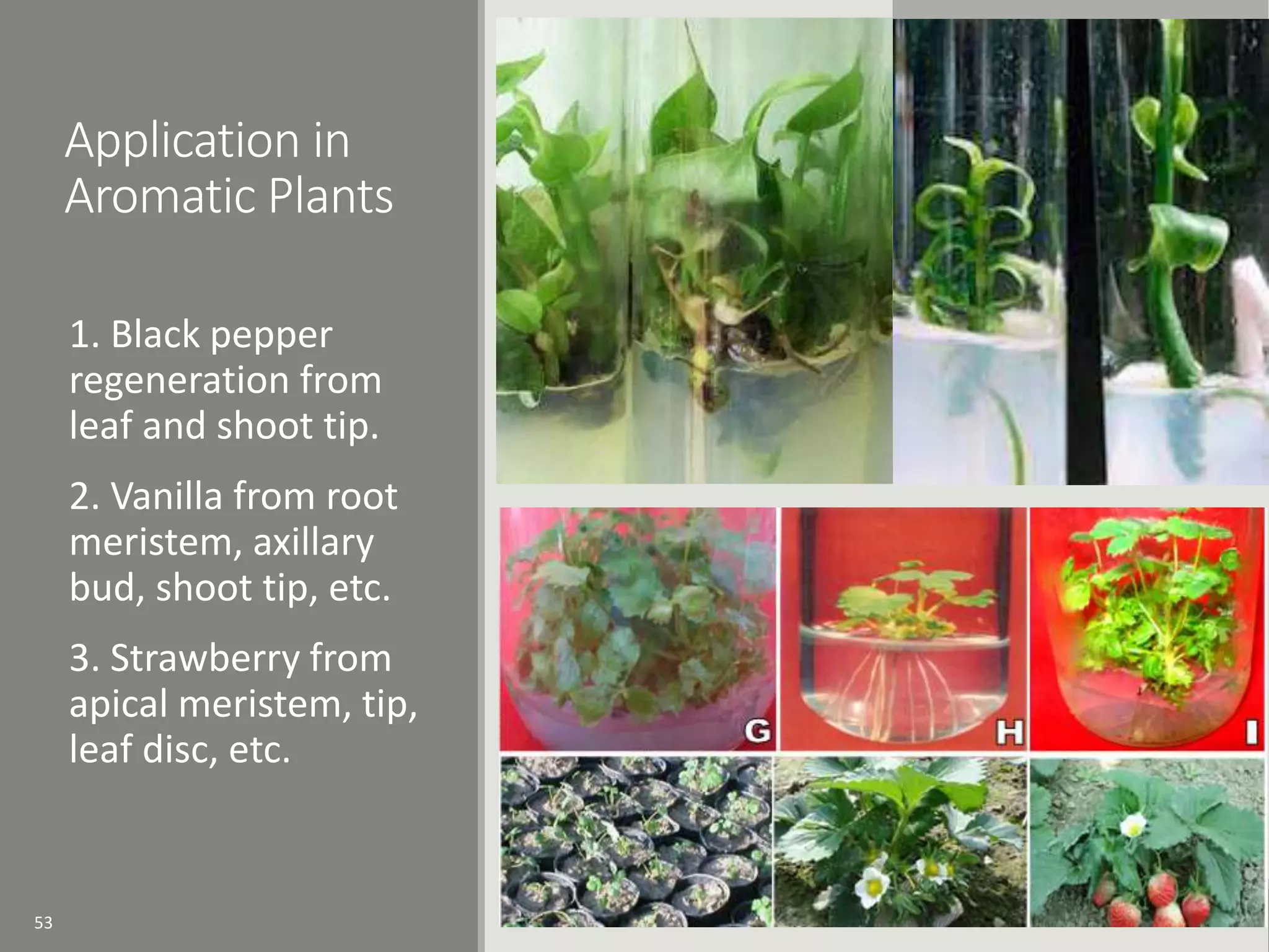 Application in
Aromatic Plants
1. Black pepper
regeneration from
leaf and shoot tip.
2. Vanilla from root
meristem, axillary
bud, shoot tip, etc.
3. Strawberry from
apical meristem, tip,
leaf disc, etc.
53
 