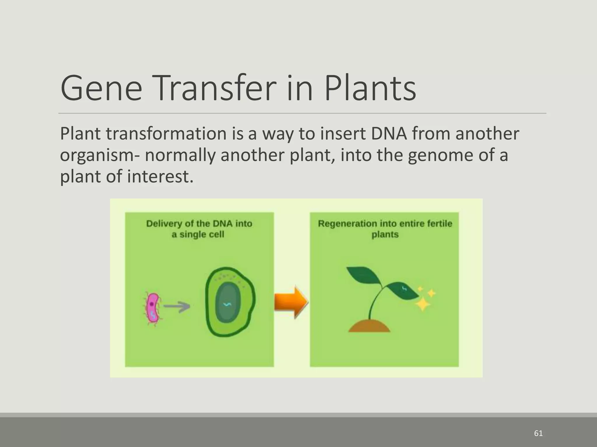 Gene Transfer in Plants
Plant transformation is a way to insert DNA from another
organism- normally another plant, into the genome of a
plant of interest.
61
 