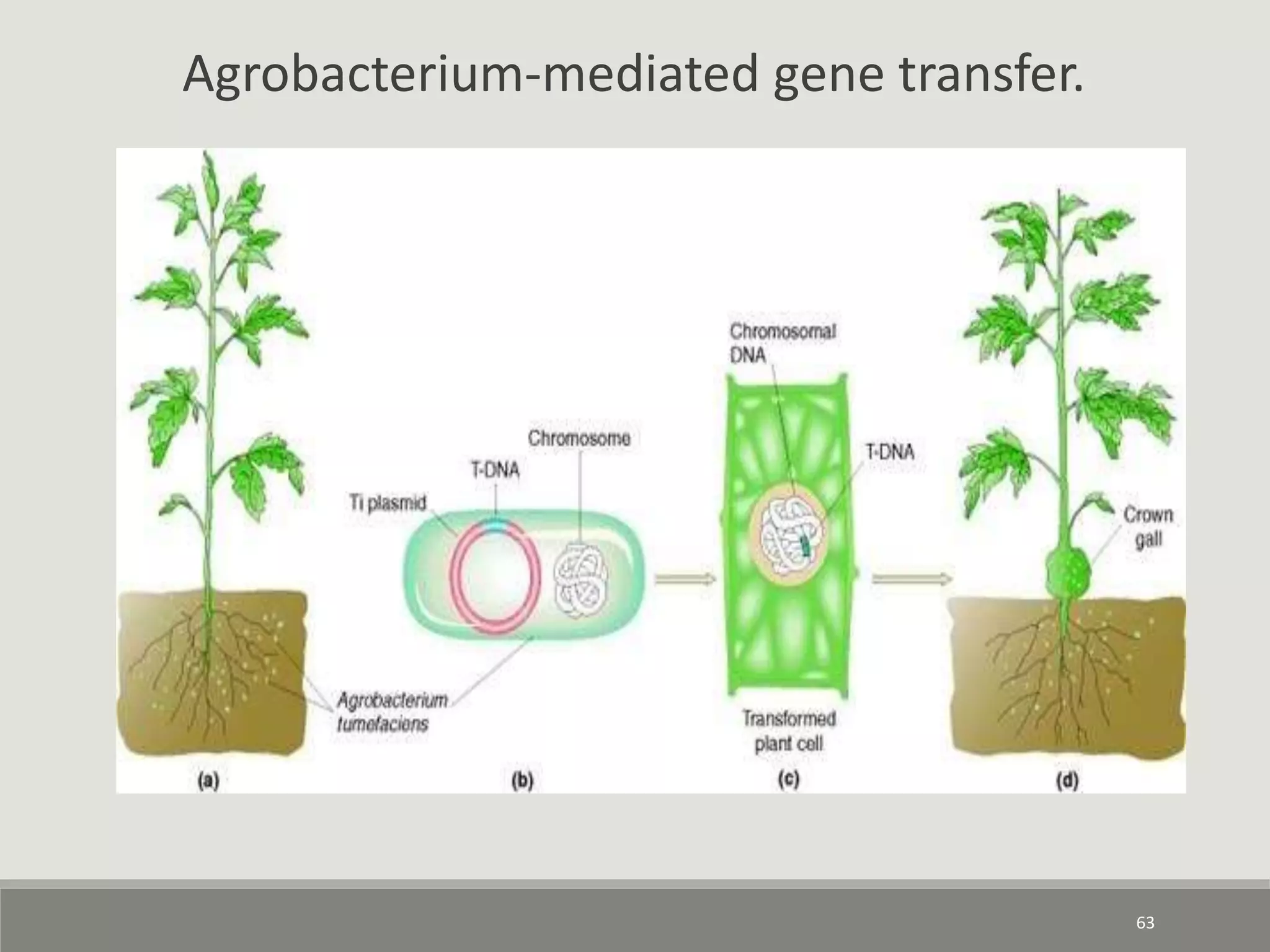63
Agrobacterium-mediated gene transfer.
 