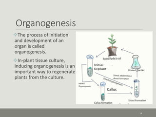 Organogenesis
The process of initiation
and development of an
organ is called
organogenesis.
In-plant tissue culture,
inducing organogenesis is an
important way to regenerate
plants from the culture.
14
 