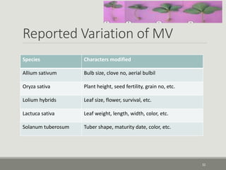 Reported Variation of MV
Species Characters modified
Allium sativum Bulb size, clove no, aerial bulbil
Oryza sativa Plant height, seed fertility, grain no, etc.
Lolium hybrids Leaf size, flower, survival, etc.
Lactuca sativa Leaf weight, length, width, color, etc.
Solanum tuberosum Tuber shape, maturity date, color, etc.
32
 