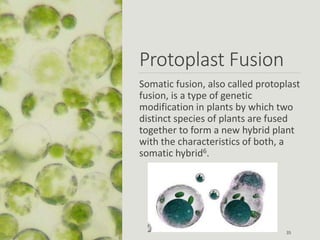 Protoplast Fusion
Somatic fusion, also called protoplast
fusion, is a type of genetic
modification in plants by which two
distinct species of plants are fused
together to form a new hybrid plant
with the characteristics of both, a
somatic hybrid6.
35
 