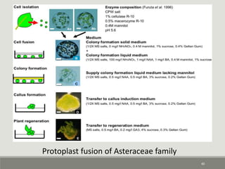 40
Protoplast fusion of Asteraceae family
 