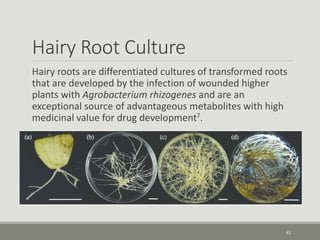 Hairy Root Culture
Hairy roots are differentiated cultures of transformed roots
that are developed by the infection of wounded higher
plants with Agrobacterium rhizogenes and are an
exceptional source of advantageous metabolites with high
medicinal value for drug development7.
41
 