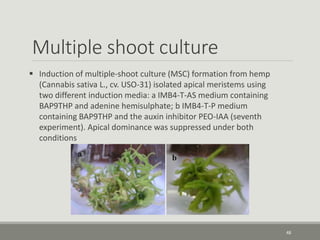 Multiple shoot culture
48
 Induction of multiple-shoot culture (MSC) formation from hemp
(Cannabis sativa L., cv. USO-31) isolated apical meristems using
two different induction media: a IMB4-T-AS medium containing
BAP9THP and adenine hemisulphate; b IMB4-T-P medium
containing BAP9THP and the auxin inhibitor PEO-IAA (seventh
experiment). Apical dominance was suppressed under both
conditions
 