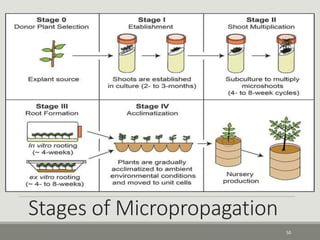Stages of Micropropagation
50
 