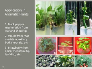 Application in
Aromatic Plants
1. Black pepper
regeneration from
leaf and shoot tip.
2. Vanilla from root
meristem, axillary
bud, shoot tip, etc.
3. Strawberry from
apical meristem, tip,
leaf disc, etc.
53
 