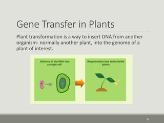 Gene Transfer in Plants
Plant transformation is a way to insert DNA from another
organism- normally another plant, into the genome of a
plant of interest.
61
 