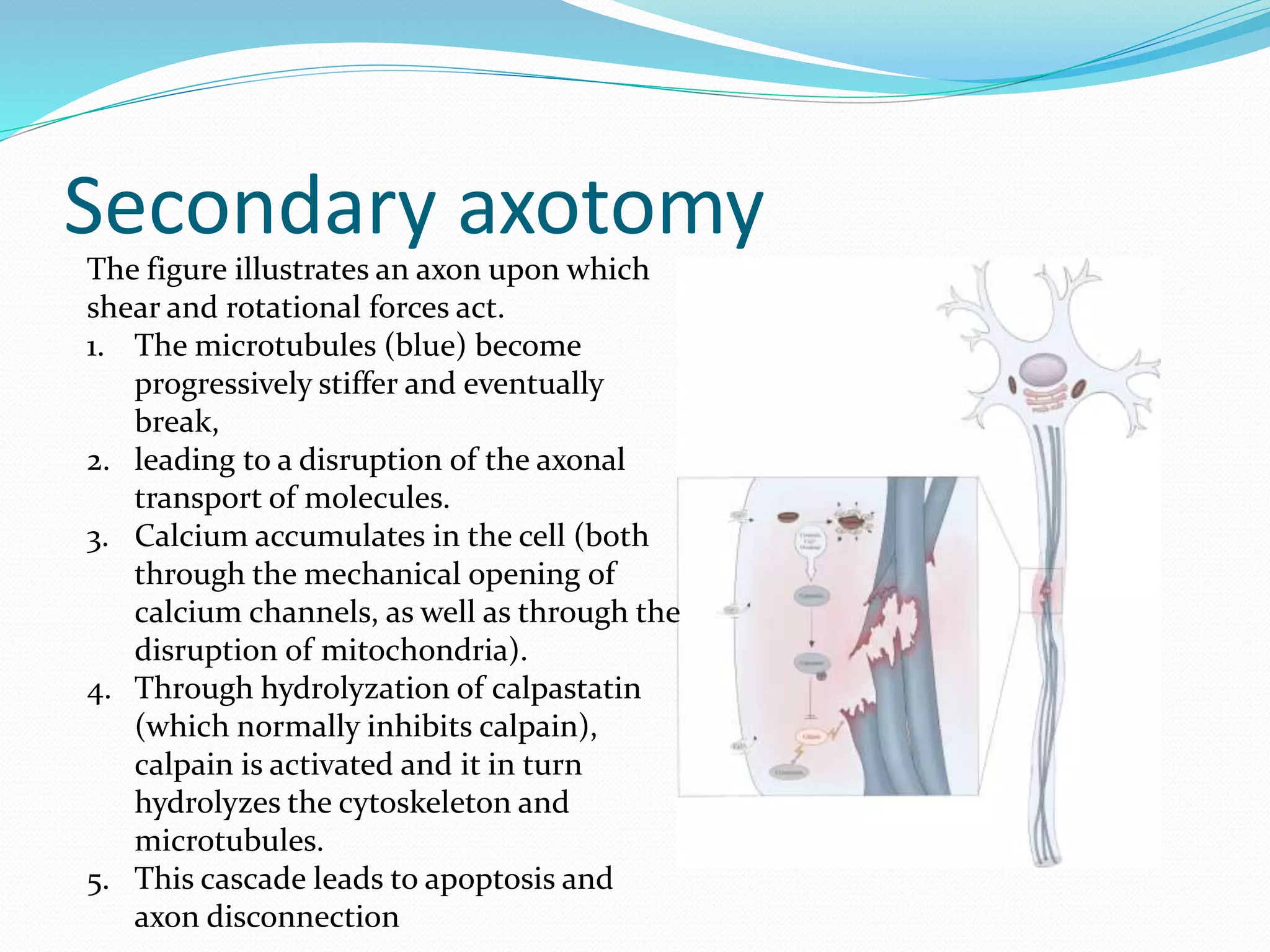 Secondary axotomy
The figure illustrates an axon upon which
shear and rotational forces act.
1. The microtubules (blue) become
progressively stiffer and eventually
break,
2. leading to a disruption of the axonal
transport of molecules.
3. Calcium accumulates in the cell (both
through the mechanical opening of
calcium channels, as well as through the
disruption of mitochondria).
4. Through hydrolyzation of calpastatin
(which normally inhibits calpain),
calpain is activated and it in turn
hydrolyzes the cytoskeleton and
microtubules.
5. This cascade leads to apoptosis and
axon disconnection
 