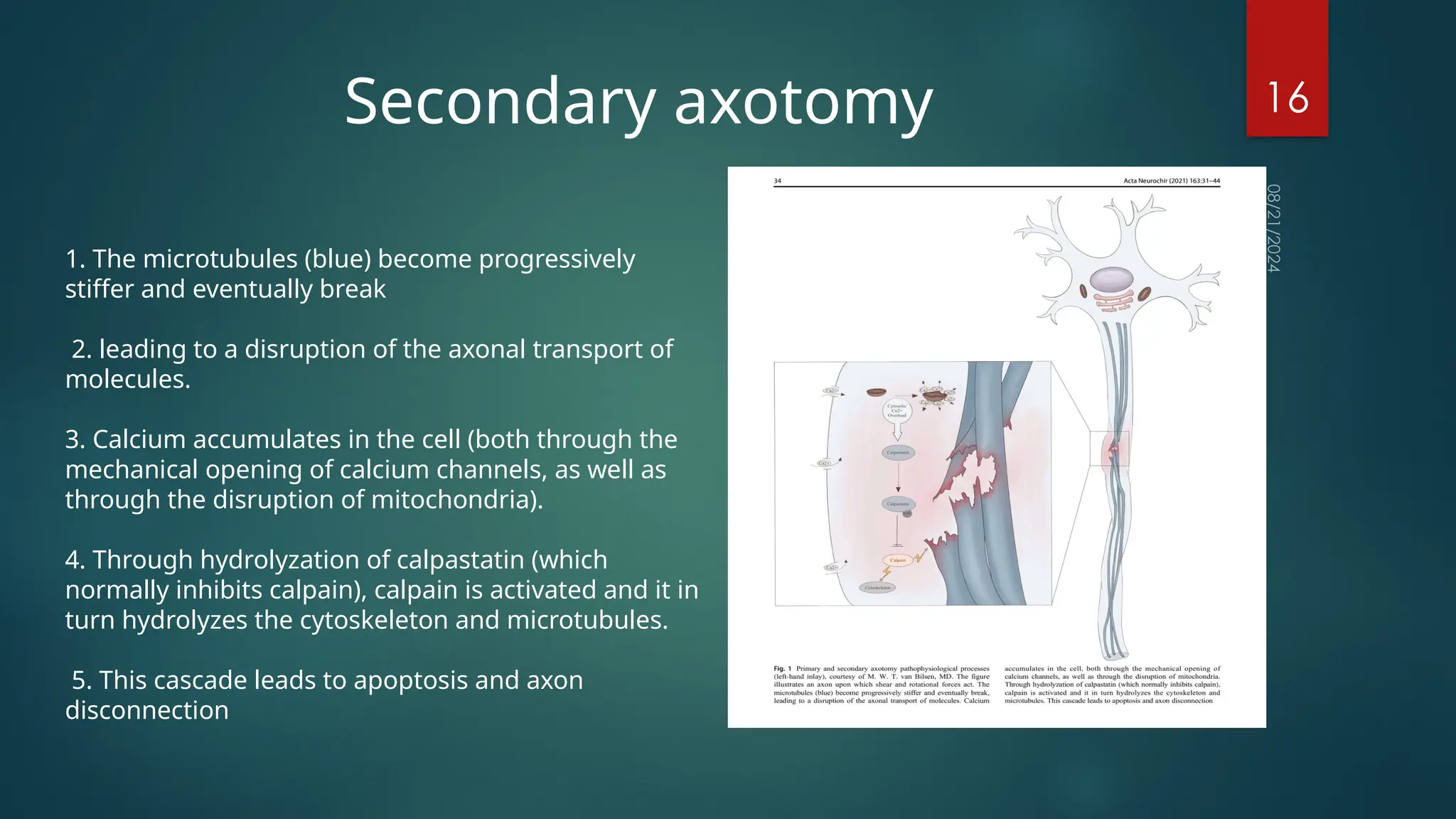 08/21/2024
16
Secondary axotomy
1. The microtubules (blue) become progressively
stiffer and eventually break
2. leading to a disruption of the axonal transport of
molecules.
3. Calcium accumulates in the cell (both through the
mechanical opening of calcium channels, as well as
through the disruption of mitochondria).
4. Through hydrolyzation of calpastatin (which
normally inhibits calpain), calpain is activated and it in
turn hydrolyzes the cytoskeleton and microtubules.
5. This cascade leads to apoptosis and axon
disconnection
 