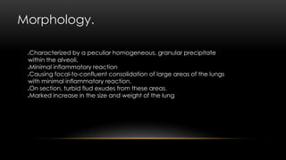Morphology.
Characterized by a peculiar homogeneous, granular precipitate
within the alveoli.
Minimal inflammatory reaction
Causing focal-to-confluent consolidation of large areas of the lungs
with minimal inflammatory reaction.
On section, turbid flud exudes from these areas.
Marked increase in the size and weight of the lung
 