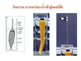 กิจกรรม การแพร่ของน้้าเข้าสู่เซลล์พืช
 